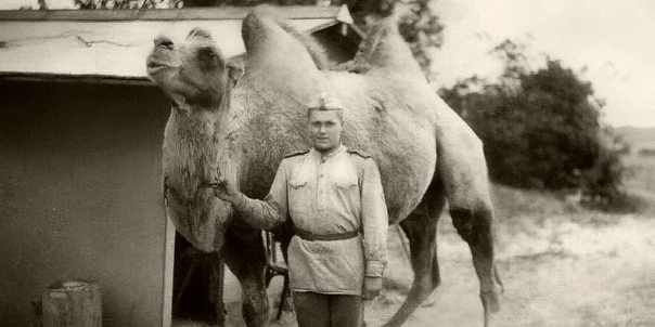 Лошади, олени, верблюды